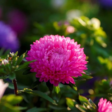China Aster Colour Carpet pink (220 seminte) Ochiul Boului pitic, flori roz, Seklos - Img 2