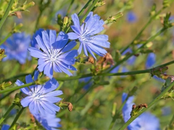Cicoare (250 seminte) Chicory - Cichorium intybus, planta medicinala pentru probleme digestive, Saflax - Img 3