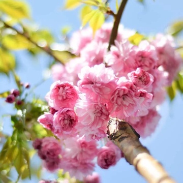 Cires Japonez (30 seminte) Wild Black Cherry - Prunus serrulata, inflorire abundenta cu flori batute, roz, Saflax - Img 4