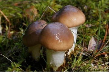 Ciuperca Slippery Jack (10 g) miceliu de ciuperca Suillus luteus - Palnioara, ciuperca de conifere, Seklos - Img 4