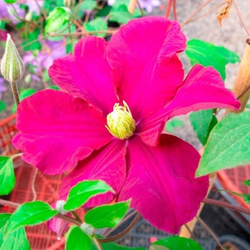 Clematite Kryspina (1.5 m in ghiveci de 2 L), tufa ornamentala cataratoare Clematis, hibrid polonez cu flori mari, de culoare roz foarte luminos - Img 1