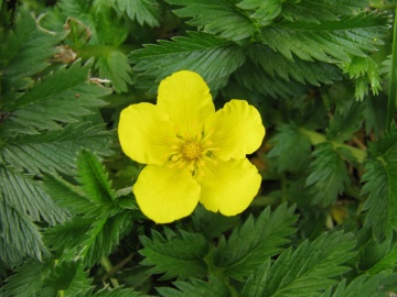 Coada Racului (20 seminte) Silverweed - Potentilla anserina, planta medicinala pentru digestie, afectiuni genitale, eczeme, Saflax - Img 4