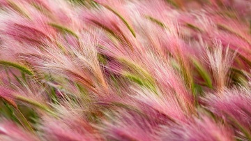 Coada Vulpii (Hordeum Jubatum Foxtail Barley 0.15 gr de seminte) de iarba decorativa cu axile violet-argintii, Laktofol - Img 3