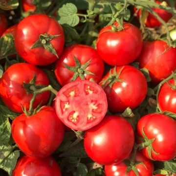 Compass F1 (5000 seminte) rosii semitardive determinate, pentru consum proaspat si bulion, Cora Seeds