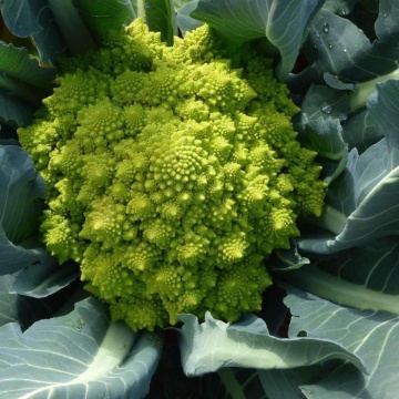 Conopida Romanesco Early (200 seminte) conopida soi semitardiv, inflorescente piramidale, galben-verzui, Agrosem - Img 2