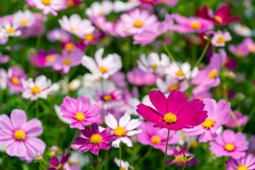 Cosmos Early Summer (1 gr) seminte Mararite flori viu colorate, inflorire abundenta, Seklos - Img 8
