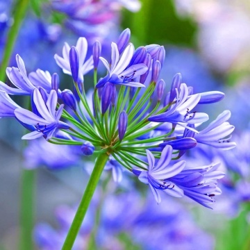 Crin African (50 seminte) African Lily - Agapanthus orientalis, flori albastre, inflorescente sferice, Saflax - Img 6