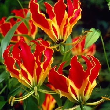 Crin African catarator (15 seminte) African Climbing Lily - Gloriosa rothschildiana, flori exotice rosu aprins cu galben, Saflax - Img 3