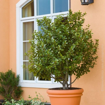 Dafin (6 seminte) Bay Tree - Laurus nobilis, frunze aromate, parfumate, Saflax - Img 5
