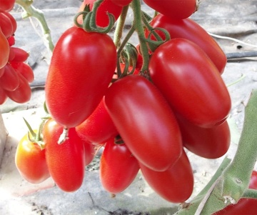 Delikano F1 (30 seminte) tomate extratimpurii mici tip San Marzano, Seklos - Img 3