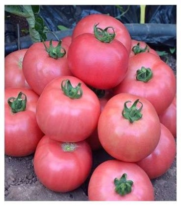 Dimerosa F1 (500 seminte) rosii cu crestere nedeterminata ce se remarca prin rezistenta la conditiile de stres termic si productivitate ridicata avand o greutate de 220-240 de grame de culoare roz intens, Enza Zaden