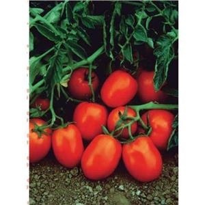 Docet F1 (5000 seminte) tomate determinate extratimpurii, rosii alungite rezistente la boli si caldura, Seminis - Img 2