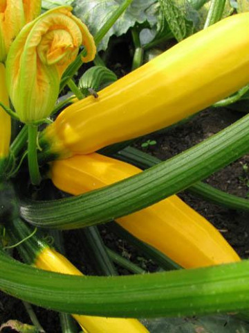 Dovlecel Golden Zucchini F1 (10 seminte) hibrid timpuriu zucchini galben, Agrosem - Img 3