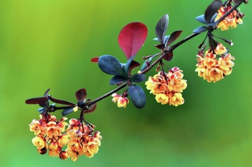 Dracila, (3 butasi), dracila Berberis thunbergii, arbust decorativ prin frunzele ce isi schimba culoarea, florile galbene si fructele rosii, Yurta - Img 2
