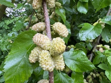 Dud Alb (200 seminte) White Mulberry - Morus alba, pom fructifer si decorativ, usor de ingrijit, Saflax - Img 3