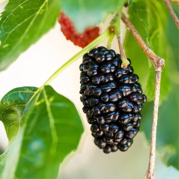 Dud Negru (200 seminte) Black Mulberry - Morus nigra, pom fructifer si decorativ, usor de ingrijit, Saflax - Img 3
