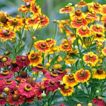 Dzielzan Jesienny - Floarea Elenei mix (0,1 gr) seminte Helenium autumnale perena, melifera, flori in nuante de rosu si galben, Toraf - Img 3