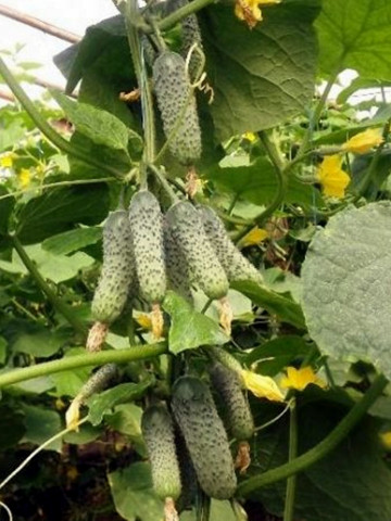 Ekol F1 (500 seminte) castraveti cornichon partenocarpic, Syngenta - Img 2