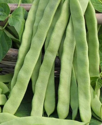 Emergo (100 gr) fasole urcatoare verde, lata, foarte productiva, Pieterpikzonen