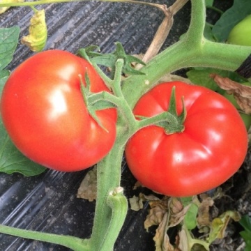 Eterei F1 (500 seminte) tomate cu crestere nedeterminata, Seminis