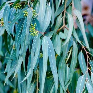Eucalipt medicinal (10 seminte) arbore decorativ vesnic verde Eucalyptus globulus, frunze aromate, Toraf - Img 1