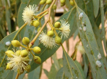 Eucalipt Rosu de Rau (200 seminte) River Red Gum - Eucalyptus camaldulensis, flori delicate, ulei esential parfumat, Saflax - Img 3