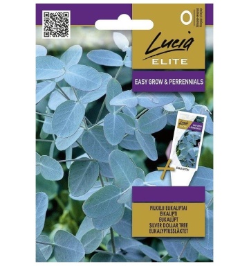 Eucalipt Silver Dollar (10 seminte) arbore decorativ vesnic verde Eucalyptus cinerea, Seklos - Img 5