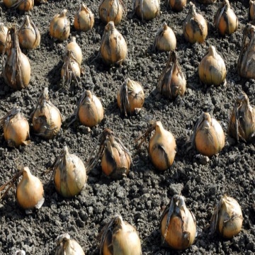 Exhibition (10.000 seminte de precizie) ceapa gigantica ce produce bulbi foarte mari culoare galben-auriu si este destinat consumului in stare proaspata, Bejo
