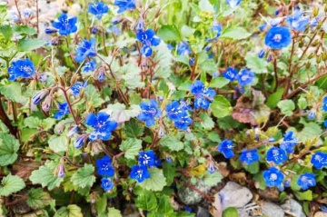 Facelia Dzwonkowata (0,5 gr) seminte Clopotei Californieni albastri, meliferi, Phacelia campanularia, Toraf - Img 5
