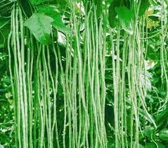Fasole la metru (80 gr) seminte de fasole verde cilindrica, lungime pastaie 1 metru, foarte productiv, Opal - Img 2