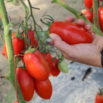 Festas F1 (250 seminte) rosii tip saladette, crestere nedeterminata, Profit Seeds