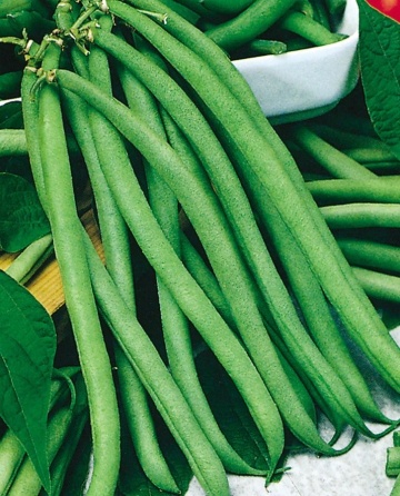 Fiacre Verde (70 gr) seminte de fasole urcatoare verde fideluta fara ate, Prima Sementi