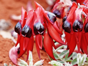 Floarea Cioc de Papagal (20 seminte) Sturt's Desert Pea - Clianthus formosus syn. Swaisonia formosa, flori mari rosu aprins, Saflax - Img 2