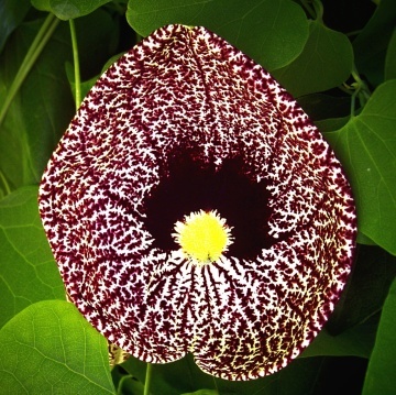 Floarea Fantoma (80 seminte) Dutchman's Pipe - Aristolochia littoralis syn. elegans, planta cataratoare cu flori uriase, Saflax