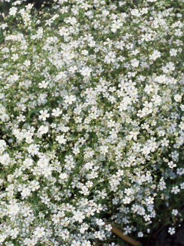 Floarea Miresei Alba (0.8 gr) seminte de floarea miresei alba, Agrosem - Img 2