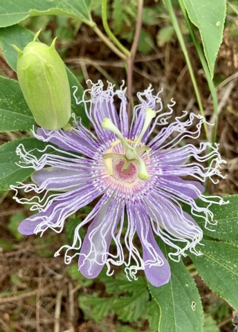 Floarea Pasiunii medicinala (5 seminte) Wild Passion Flower - Passiflora Incarnata, planta medicinala pentru calmare si somn odihnitor, Saflax - Img 3