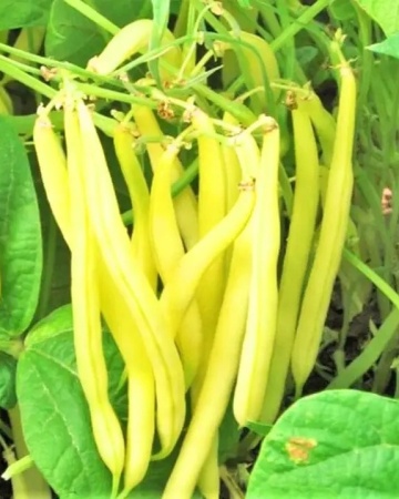 Furora Polana (25 gr) seminte fasole oloaga, pastai galbene cilindrice, soi productiv rezistent la boli, PlantiCo