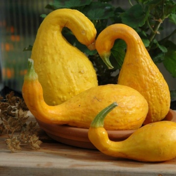 Ga Ga Ga F1 Pumpkin (5 seminte) dovlecel decorativ galben-portocaliu, productie abundenta, Seklos - Img 3