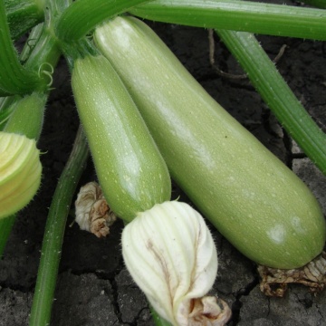 Genovese BIO (6 seminte) soi mediu-timpuriu dovlecel BIO verde deschis, foarte productiv, Seklos