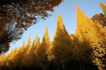 Ginkgo biloba (4 seminte) Maidenhair Tree, arbore decorativ si medicinal pentru afectiuni circulatorii, Saflax - Img 3