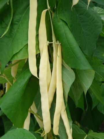 Golden Gate (500 gr) seminte fasole urcatoare cu pastaie lata galbena tip Goldfield, frageda, fara ate, productie ridicata, ChemyFarm - Img 2