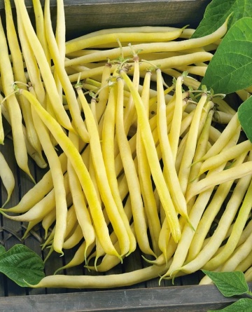 Golden Teepee (30 gr) seminte fasole pitica, pastai galbene cilindrice, recolte mari, uniforme, Toraf - Img 2