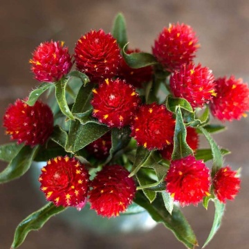 Gomphrena Strawberry Fields (200 seminte) Gomfrena flori rosii, asemanatoare capsunilor, Seklos - Img 1