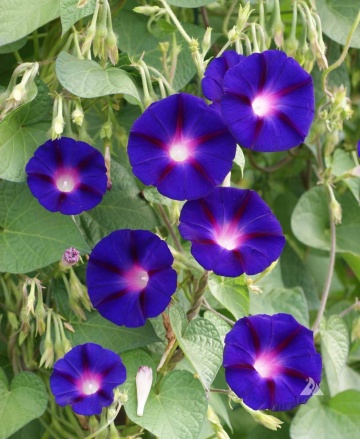 Grandpa Ott's (1 gr) seminte Zorele urcatoare flori mari, violet inchis cu dungi rosii, Toraf - Img 6