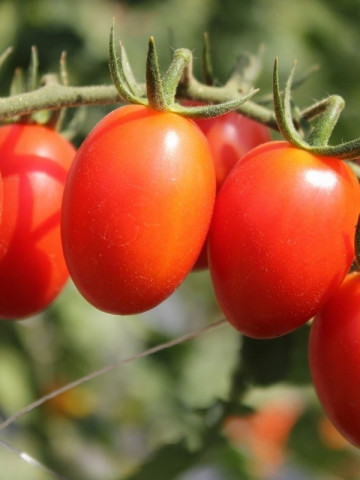 Granit (300 seminte) tomate determinate pentru camp, soi mediu tarziu, cu fructe tari destinate procesarii, PlantiCo - Img 2