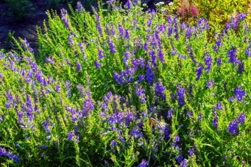 Gura Lupului (20 seminte) Baikal Helmkraut - Scutellaria Baicalensi, planta medicinala benefica in stari de anxietate, stres, oboseala, insomnie, Saflax - Img 4