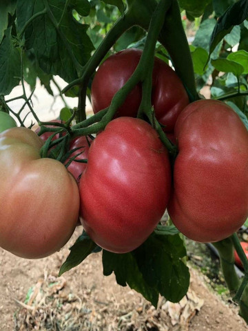 Gusto Pink F1 162-334 F1 (500 seminte) de tomate nedeterminate cu forma globulara cu nervuri si culoare roz atractiv, Yuksel - Img 1