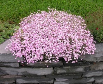 Gypsophila Repens Rose (0.3 gr) seminte Floarea Miresei perena pitica, flori roz, inflorire abundenta, Seklos - Img 2