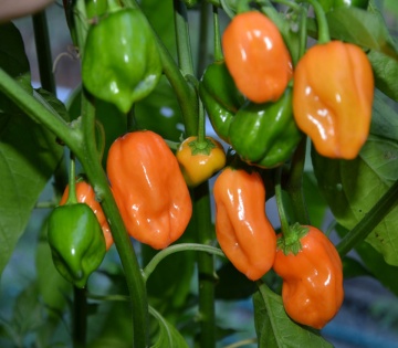 Habanero Orange (20 seminte) ardei iute portocaliu tip chili, gust foarte iute, Florian - Img 2
