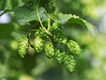 Hamei (50 seminte) Common Hop - Humulus lupulus, planta medicinala pentru sistemul digestiv si somn usor, Saflax - Img 3